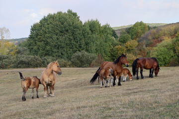 horses in the field