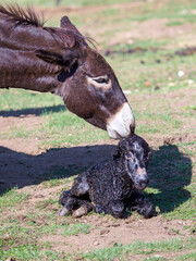 just born baby of a donkey 