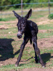 just born baby of a donkey 