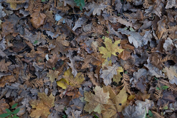 Autumn leaves, horizontal photo. Background from fallen leaves for publication, screensaver, wallpaper, postcard, poster, banner, cover, website. Art high-quality photo