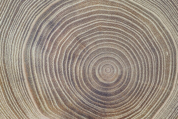 Closeup of acacia wood slice showing the vessels, rays, and annual rings. Concentric growth rings...