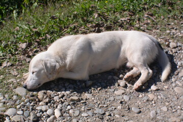 Dog sleeping on the road 