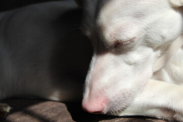 Perro Albino