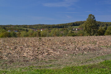 Corn field after harvest