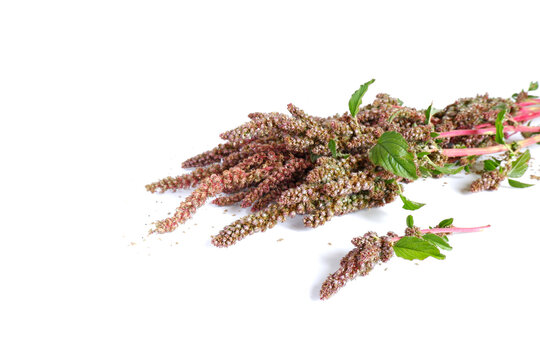 Sprigs of red quinoa with seeds on a white background. Garden plant close-up.
