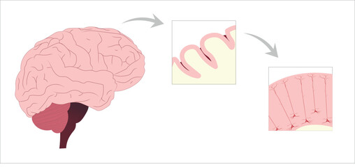 Brain inside view with pyramidal neurons in the cortex. - obrazy, fototapety, plakaty