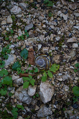 cracked shell 