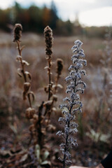 Naklejka premium Close up of Weeds in a sandpit