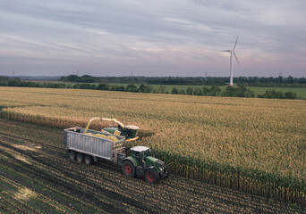 Fototapeta premium Autumn harvesting of silage for cows feeding: a combine harvester and a tractor work in a corn field in Denmark