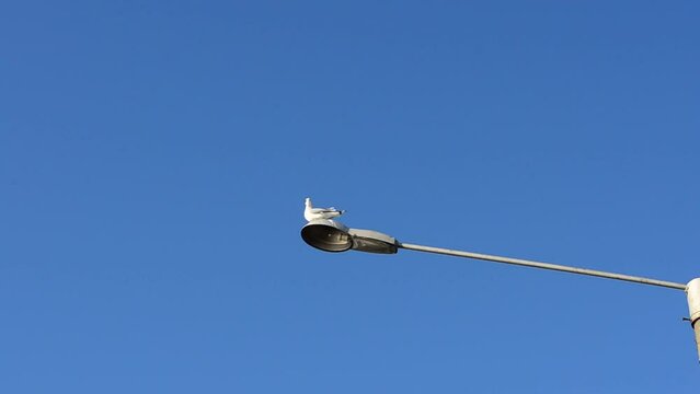 Seagulls sit down on a lamp. Lighting lamps in the