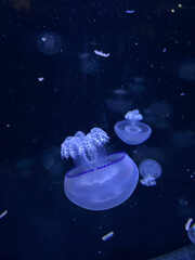 Glowing jellyfish swimming