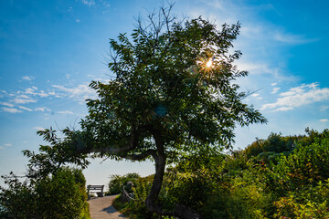 90 year old native black cherry tree on the Marginal Way path along the Maine Coast in Ogunquit
