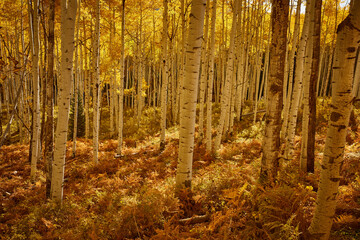 Kebler Pass in autumn golds in there glory