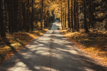 Autumn country road in the forest in Skane, Sweden. Selective focus.