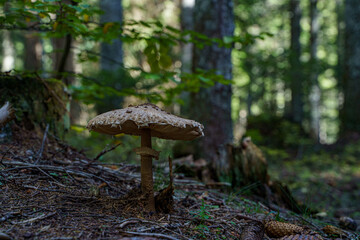 Fototapeta premium mushroom in the forest