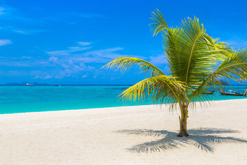 Fototapeta na wymiar Single palm tree on beach