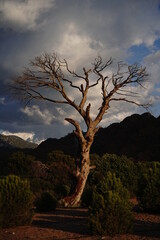 tree before the mountains - 536851004