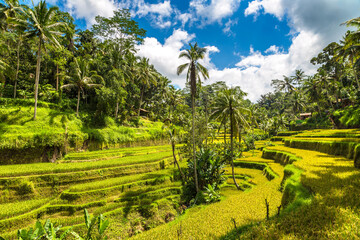 Tegallalang rice terrace on Bali