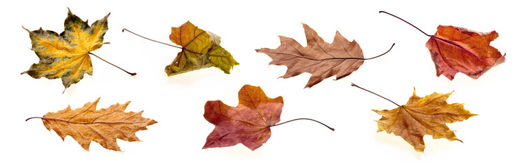 collection of autumn leaves on a white background, a set of natural dry fallen leaves from different trees, selective focus