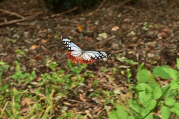 Chestnut tiger butterfly female (Parantica sita).A large butterfly with brightly patterned wings that has alkaloid toxins in its body to protect itself from predators. And travel over 2000km.