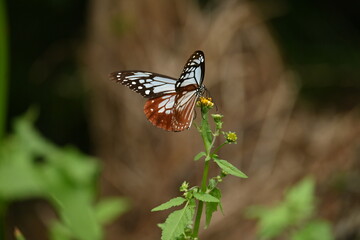 Chestnut tiger butterfly female (Parantica sita).A large butterfly with brightly patterned wings that has alkaloid toxins in its body to protect itself from predators. And travel over 2000km.