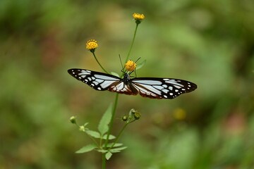 Chestnut tiger butterfly female (Parantica sita).A large butterfly with brightly patterned wings that has alkaloid toxins in its body to protect itself from predators. And travel over 2000km.