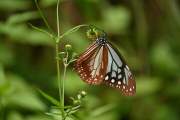 Chestnut tiger butterfly female (Parantica sita).A large butterfly with brightly patterned wings that has alkaloid toxins in its body to protect itself from predators. And travel over 2000km.