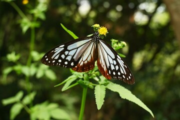 Chestnut tiger butterfly female (Parantica sita).A large butterfly with brightly patterned wings that has alkaloid toxins in its body to protect itself from predators. And travel over 2000km.