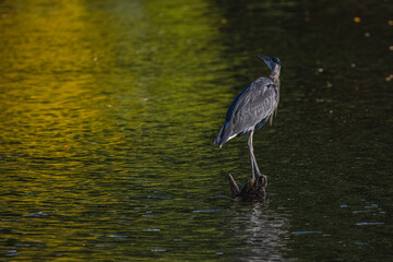 Great Blue Heron Perching On A Branch In Colorful Waters During Fall Season In New England, USA