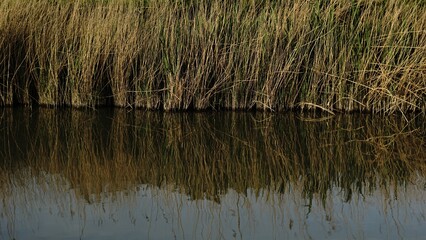 reeds reflected in the water of the lagoon canal