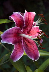 red lily summer garden decoration