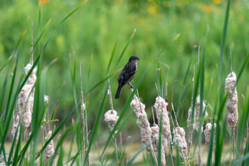 Female Red-Winged Blackbird Perched On A Dried Cattail