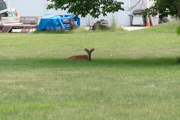 Obraz na płótnie Canvas Young Urban Buck Deer Lying In The Grass