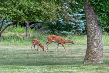 A Mother White-Tailed Deer And Her Fawn Eating
