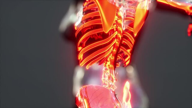 Human skeleton bones and joints medical scan
