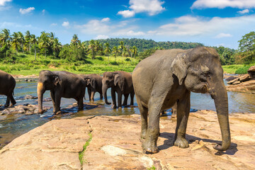 Herd of elephants in Sri Lanka