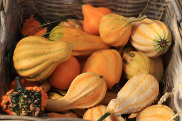 Autumn Decoration pumpkins
