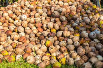 Heaps of coconuts