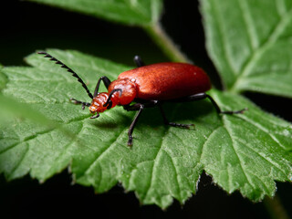 bug on a leaf