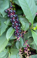 blackberry bush with berries