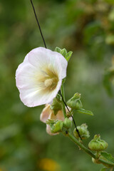 アオイに似た花