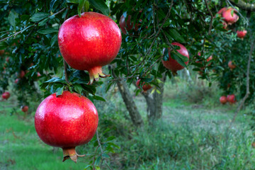 pomegranate trees at harvest time