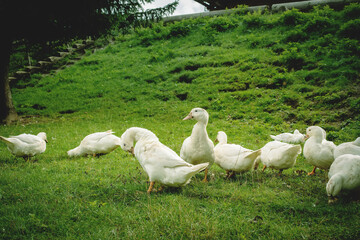 Flock of white geese grazing on the green field.