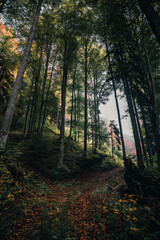 Wald, Herbst, Nebel, Dunst, Blätter, Stimmung, Herbststimmung, Herbstwald, Licht, Sonnenlicht