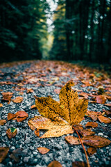 Blatt, Herbst, Laub, Ahornblatt, Ahorn, Wald, Bäume, Weg, Feldweg