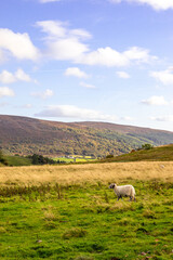 landscape with sheep