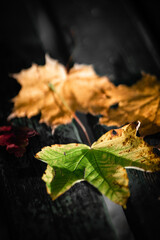 Herbst, Laub, Herbstfarben, herbstlich, Herbststimmung, Deko, Tisch