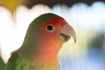 Close-up view of the head of a small parrot, Agapornis roseicollis or Peach-faced lovebird , in a bird cage.