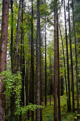 Fototapeta na wymiar Wald, Bäume, Herbst, Licht, Sonne, Baum, Wälder, Laub, Panorama