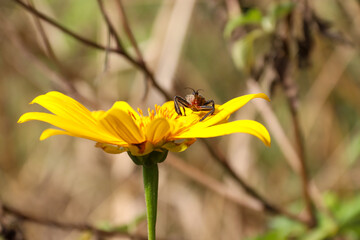 butterfly on yellow flower